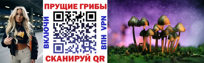 дарнет шоп  Карабаш  Псилоцибиновые грибы Psilocybine cubensis 